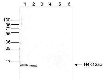 Western Blot: Histone H4 [ac Lys12] Antibody [NBP2-59266]